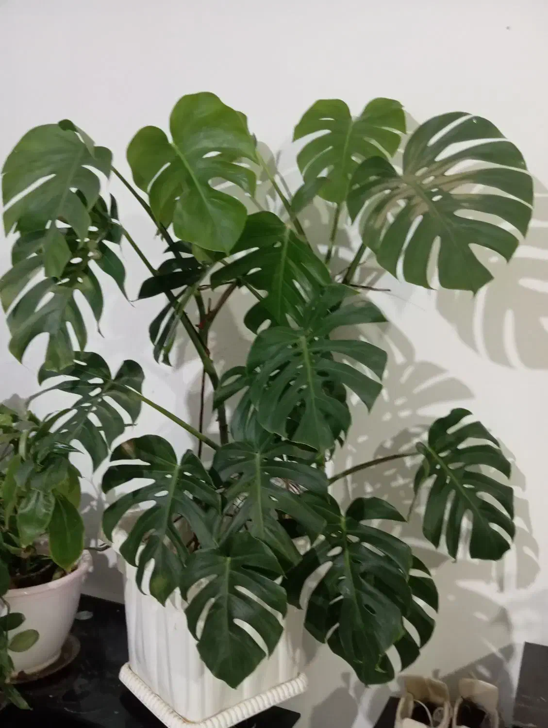 گل وگیاه|گل و گیاه طبیعی|گلبهار, نوبهار|دیوار