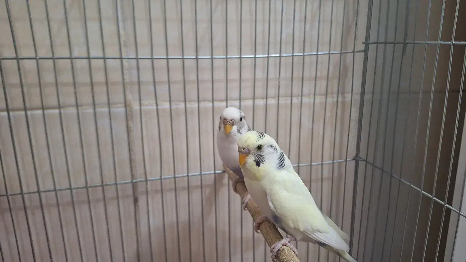 مرغ عشق|پرنده|فولادشهر, مسکن مهر فولادشهر|دیوار