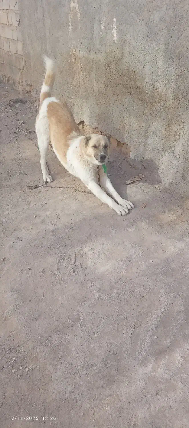 سگ گوسفندی|سگ|شیروان (خراسان), |دیوار