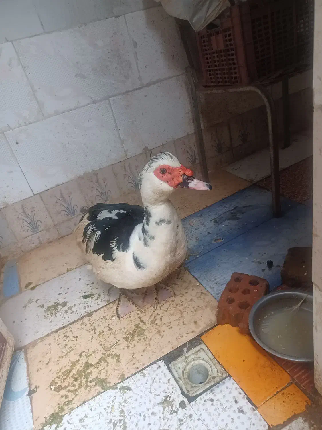 اردک اراعیلی|حیوانات مزرعه|رامیان, |دیوار