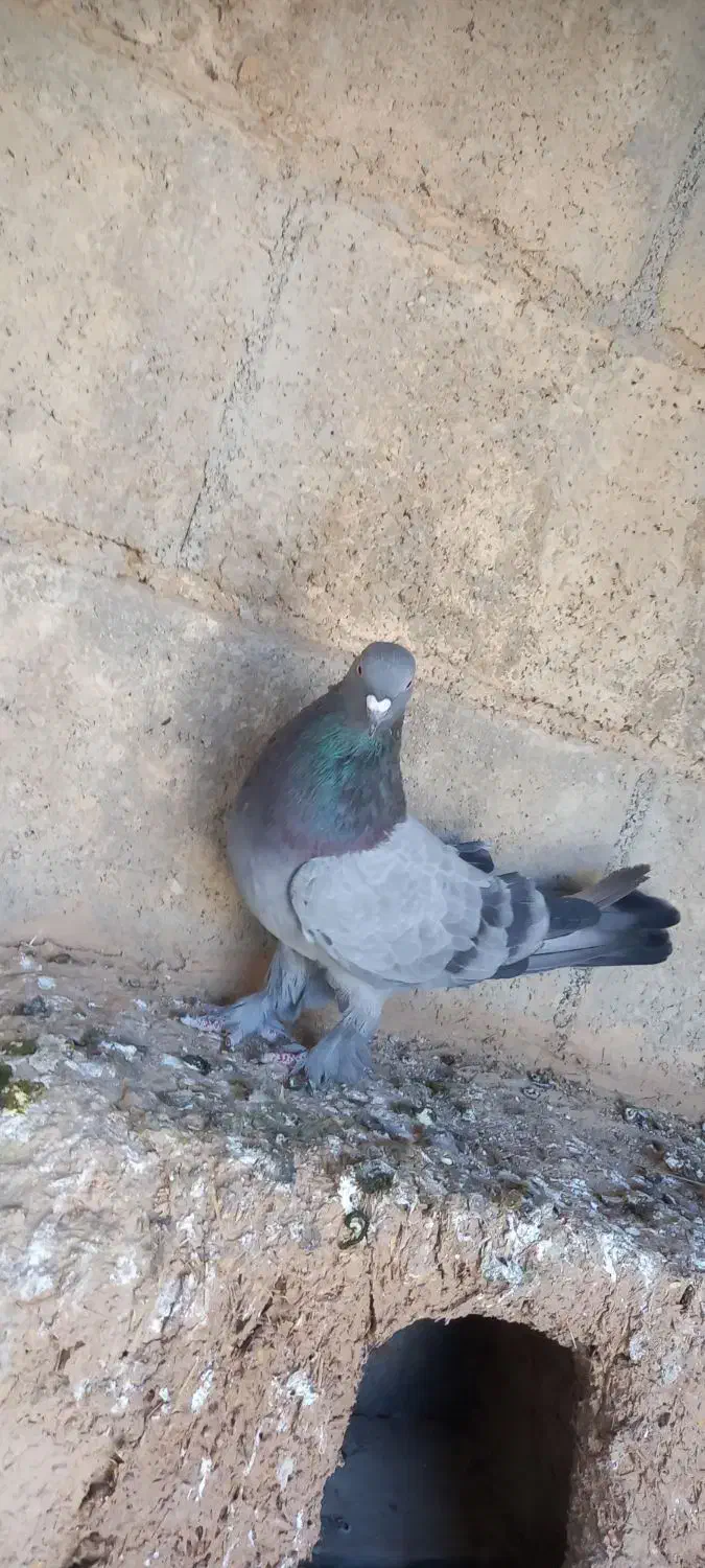 کبوتر|پرنده|فارسان, |دیوار