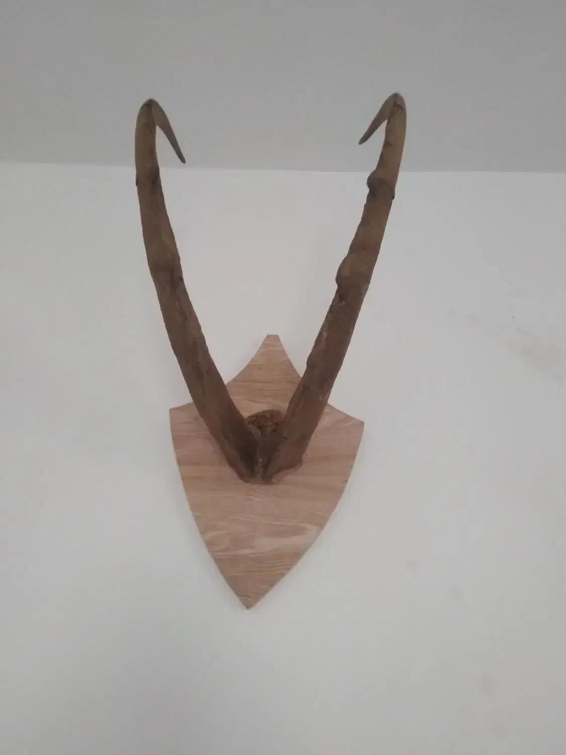 شاخ|کلکسیون اشیاء عتیقه|اسلام‌شهر, کاشانک|دیوار