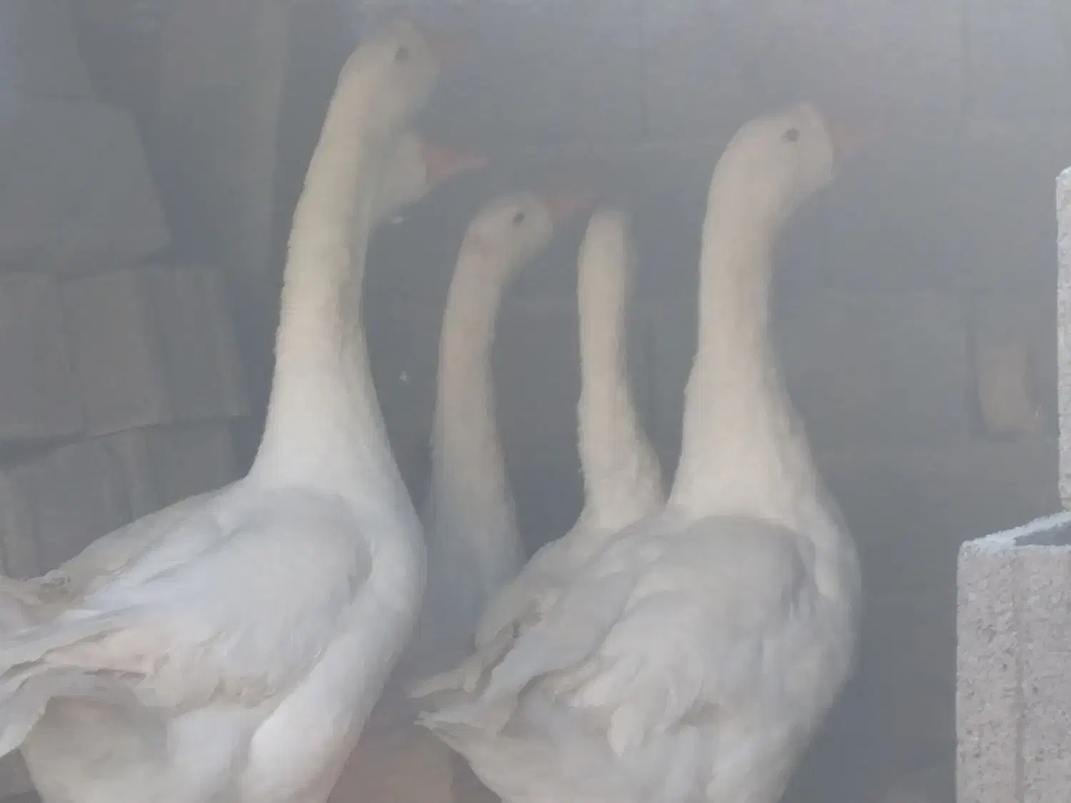 غوغاز دورگه|حیوانات مزرعه|نکا, |دیوار