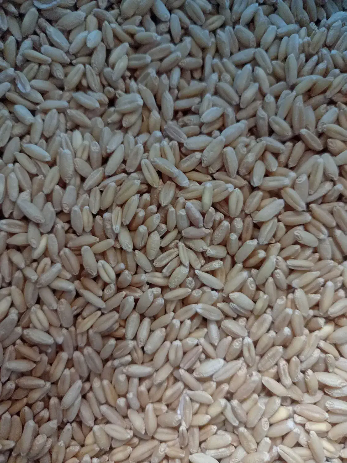 بذرگندم دیم صدرا|خدمات باغبانی و درختکاری|شیرینسو, |دیوار