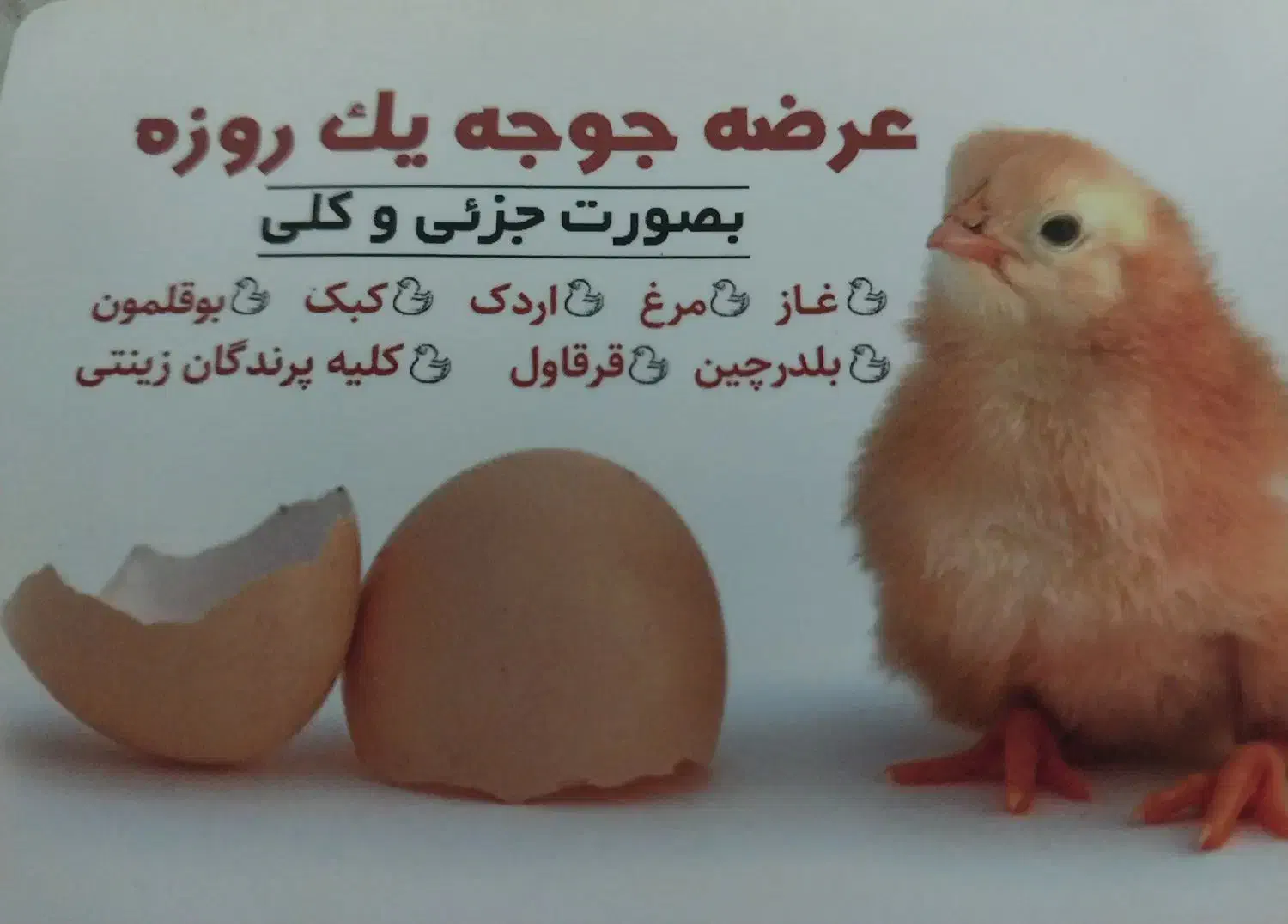 فروش جوجه غاز ،بوقلمون ،اردک ،کمترین قیمت|حیوانات مزرعه|بابل, |دیوار