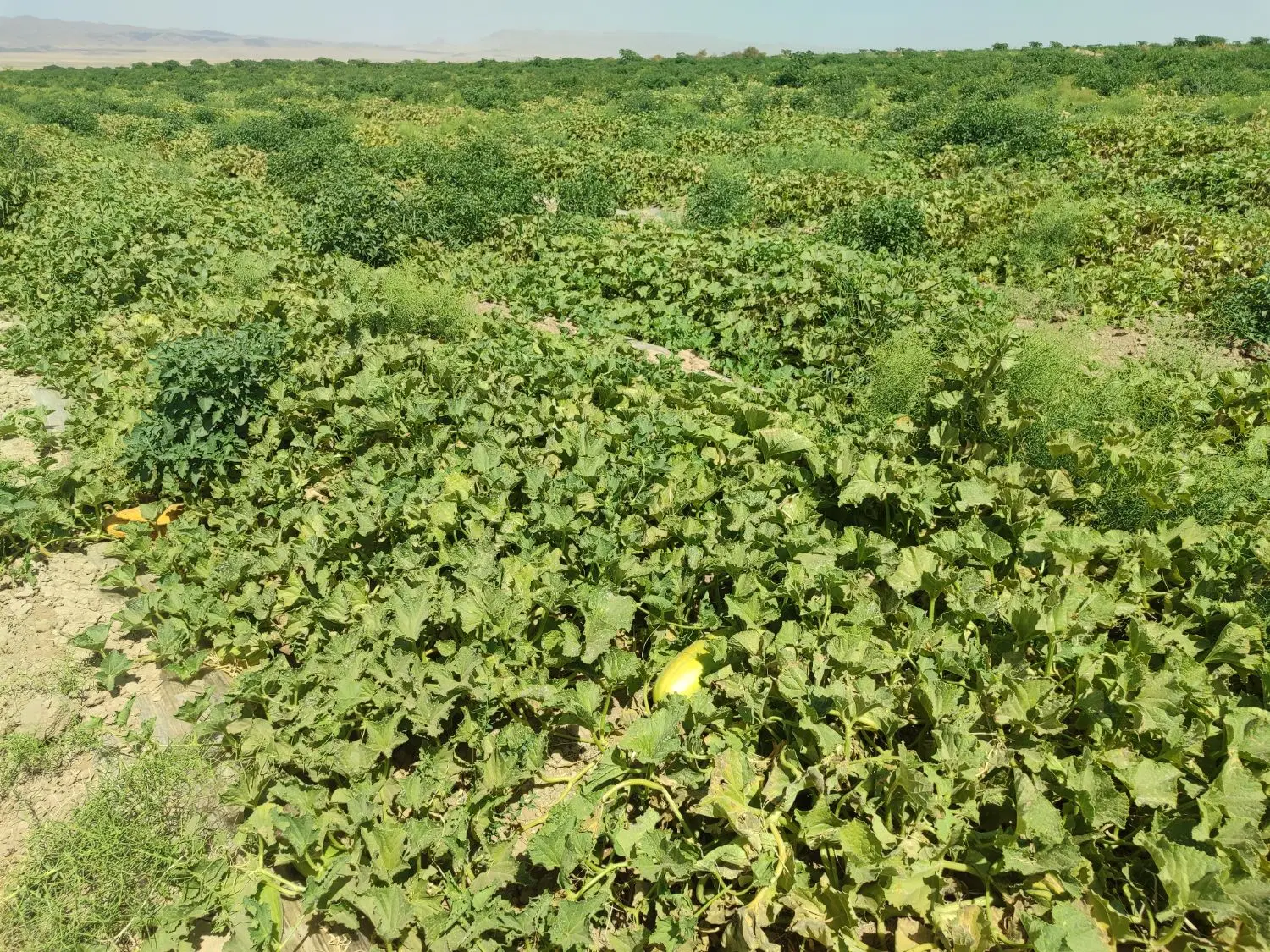 خربزه|خوردنی و آشامیدنی|تربت جام, المهدی|دیوار