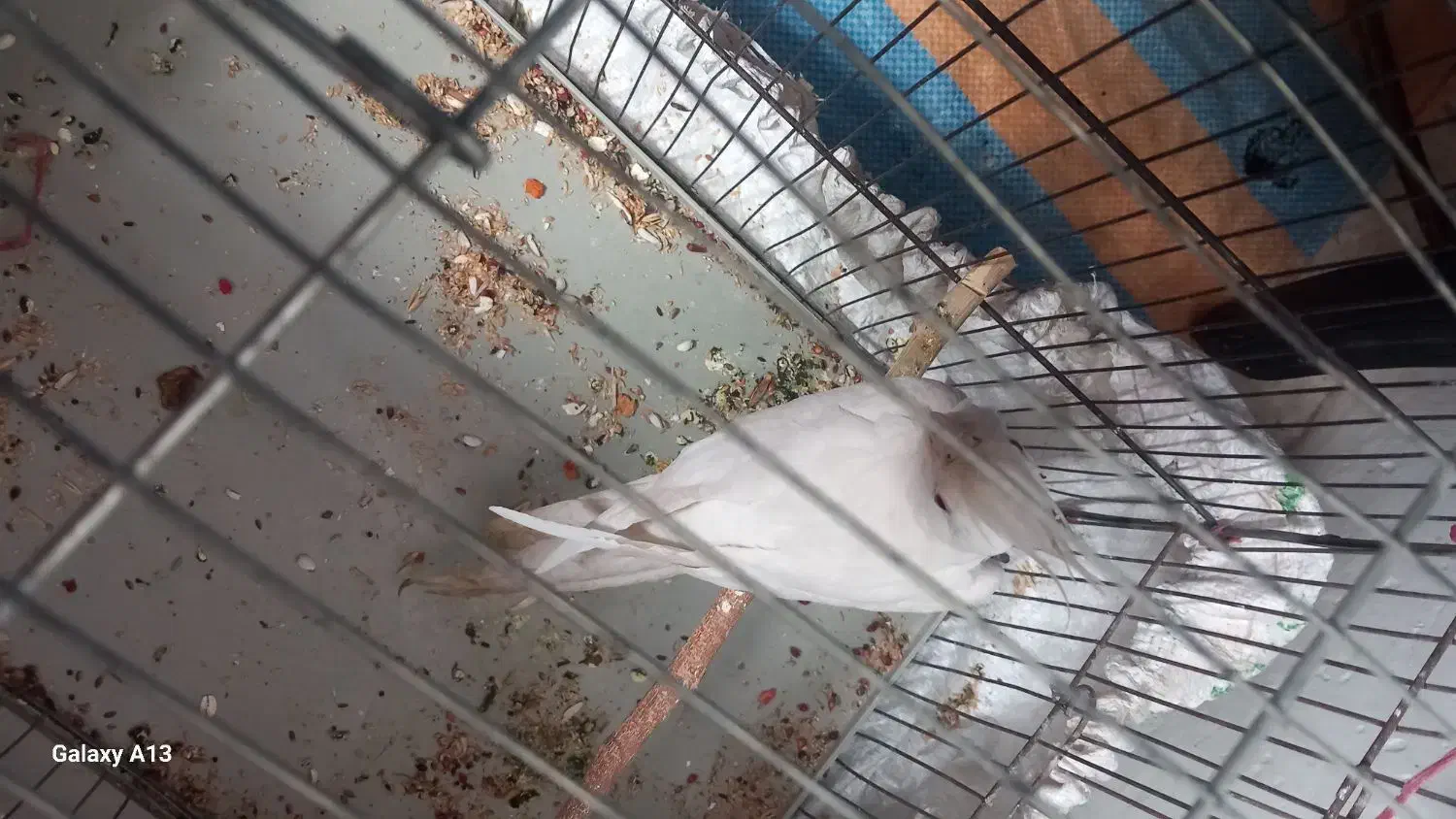 عروس هلندی نر دستی با ماده سفید قناری نر زرد|پرنده|نهاوند, |دیوار