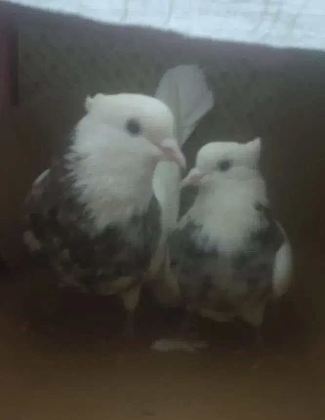 جفت کبوترطوقی الماسی وجفت طوطی برزیلی قناری ماده|پرنده|سمیرم, |دیوار