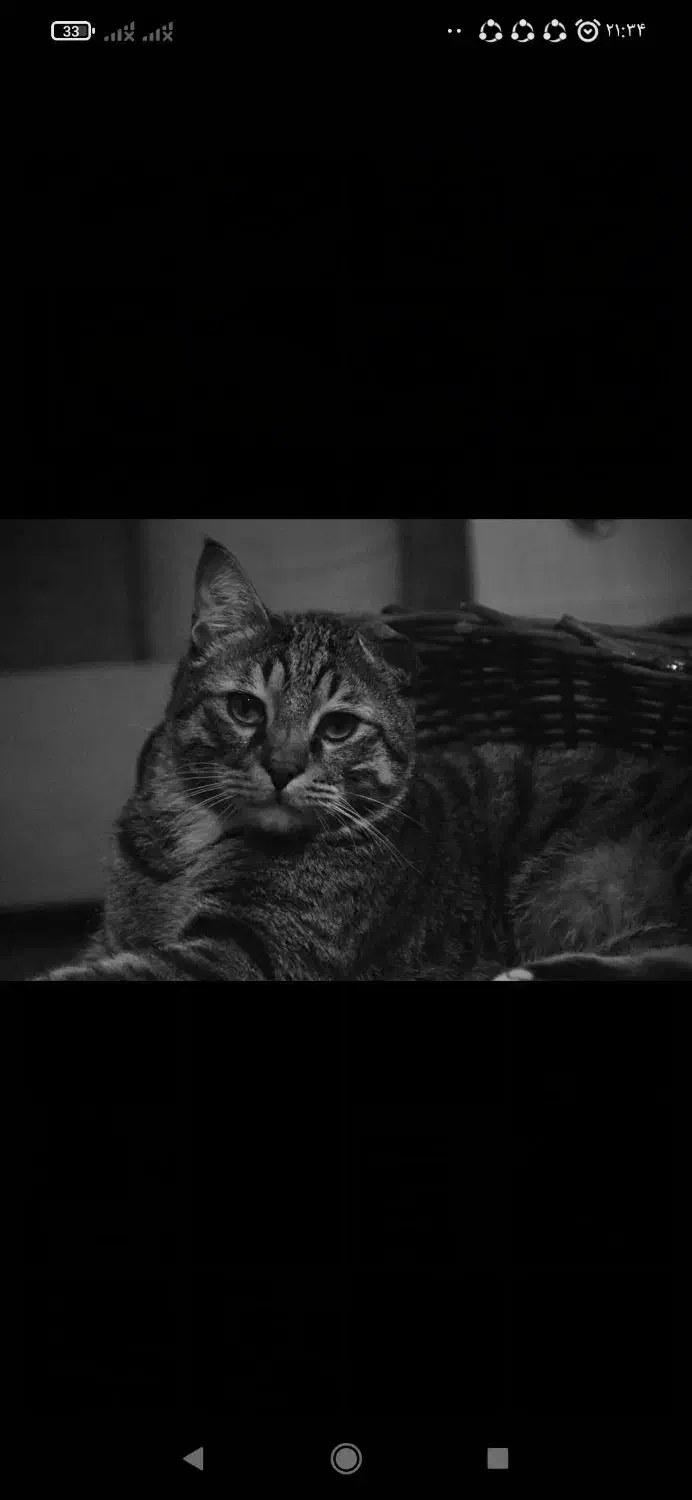 گربه گمشده|حیوانات|تهران, جمهوری|دیوار