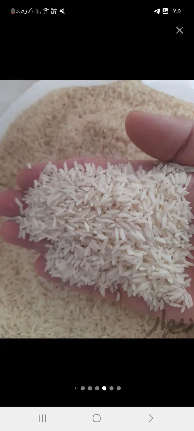 برنج هاشمی|خوردنی و آشامیدنی|تهران, زنجان جنوبی|دیوار