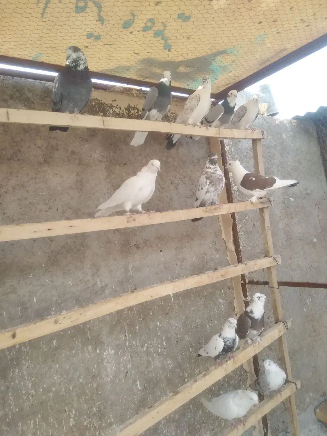 ۱۱عددکبوترپرشی، جفت یاهو|پرنده|اشکذر, |دیوار