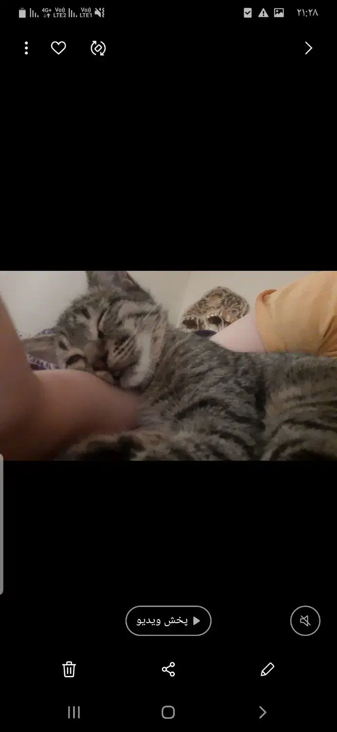 گربه دی اس اچ|گربه|تهران, افسریه شمالی|دیوار