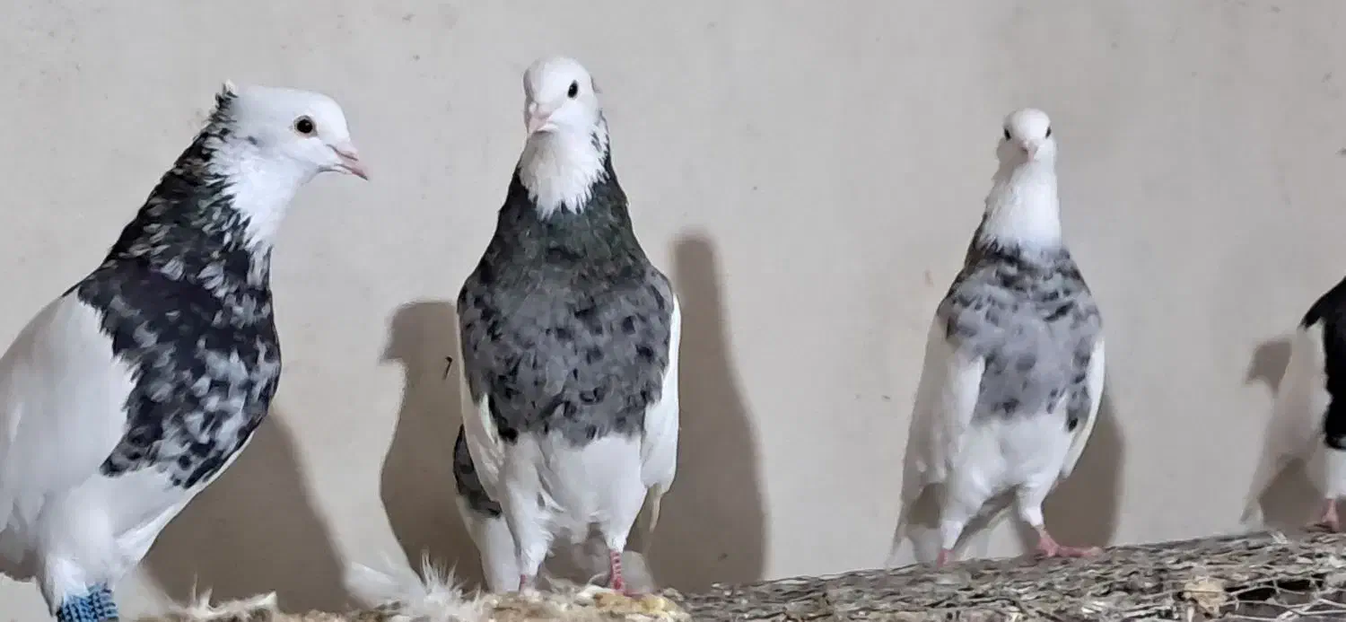 طوق کرمانی|پرنده|سی‌سخت, |دیوار