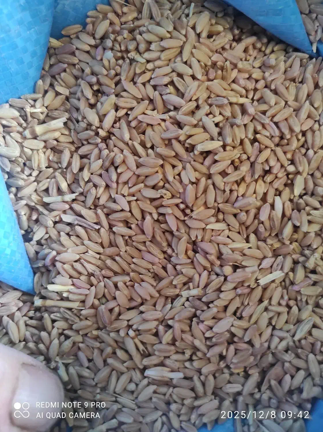 جوشونه،گندم بش،لوبیاقرمز|عمدهفروشی|سیاخ دارنگون, |دیوار