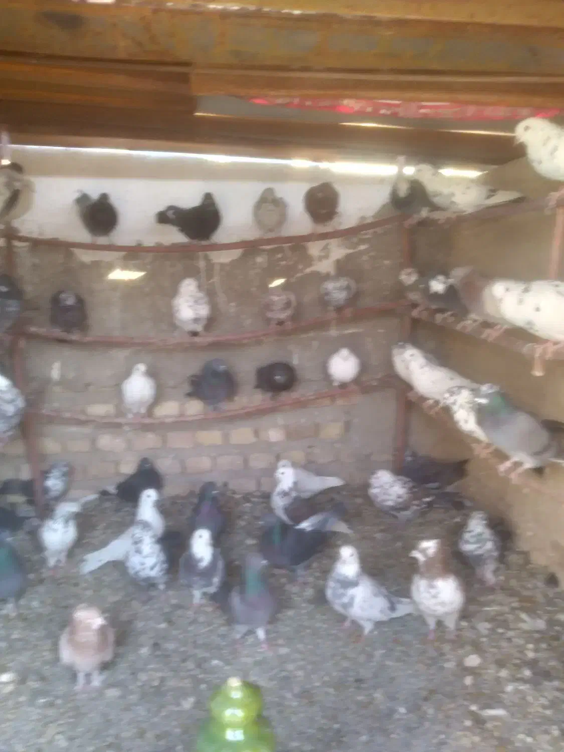 کبوتر|پرنده|جوادآباد, |دیوار