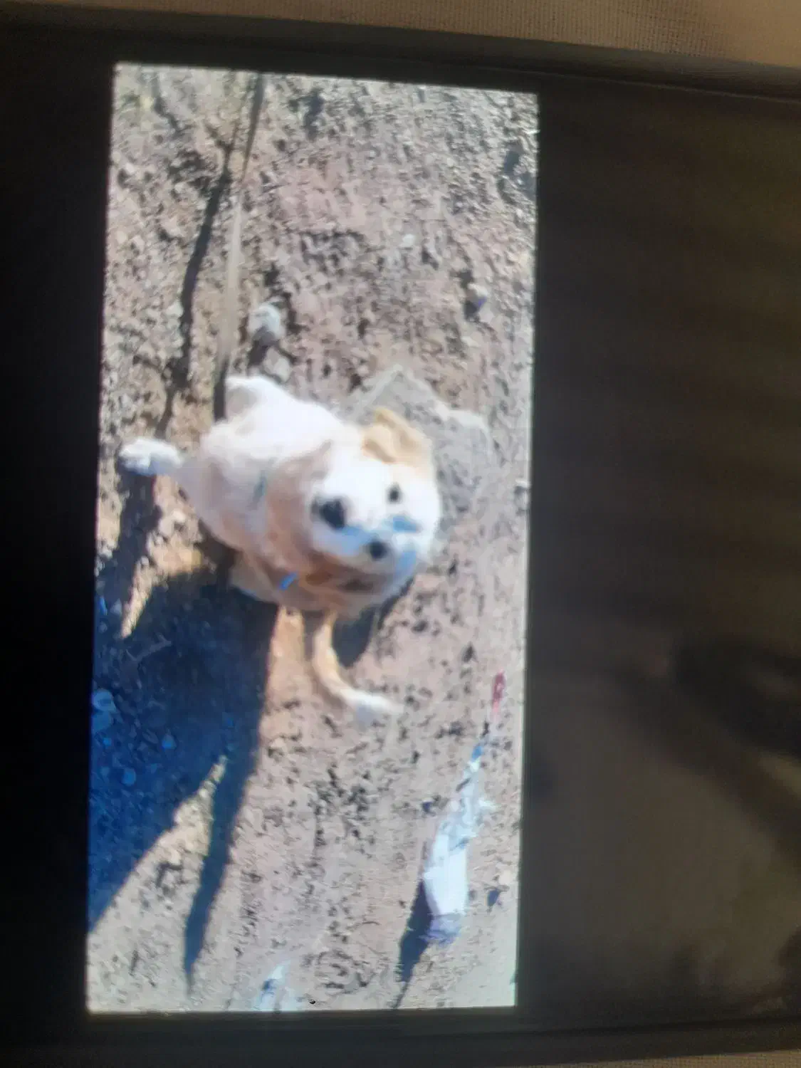 حیوانات|سگ|تربت جام, یحیی آباد|دیوار