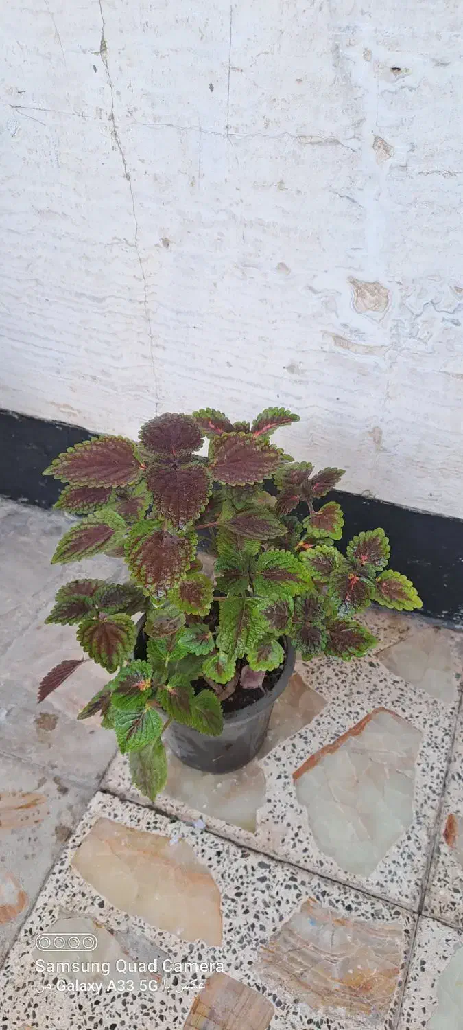 گل حسن یوسف و دیفن باخیا|گل و گیاه طبیعی|مرودشت, ژیان|دیوار