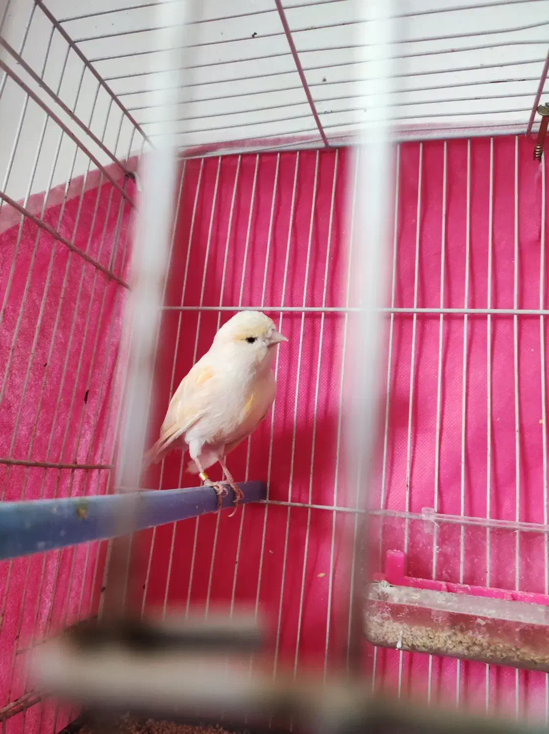 قناری ماده جوانه اماده|پرنده|خواف, |دیوار