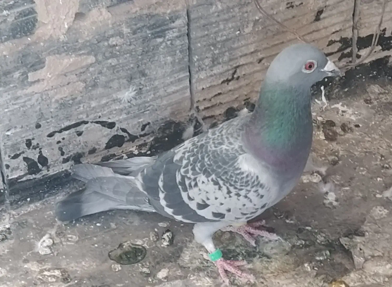 مسافتی درجه یک|پرنده|کاشمر, |دیوار