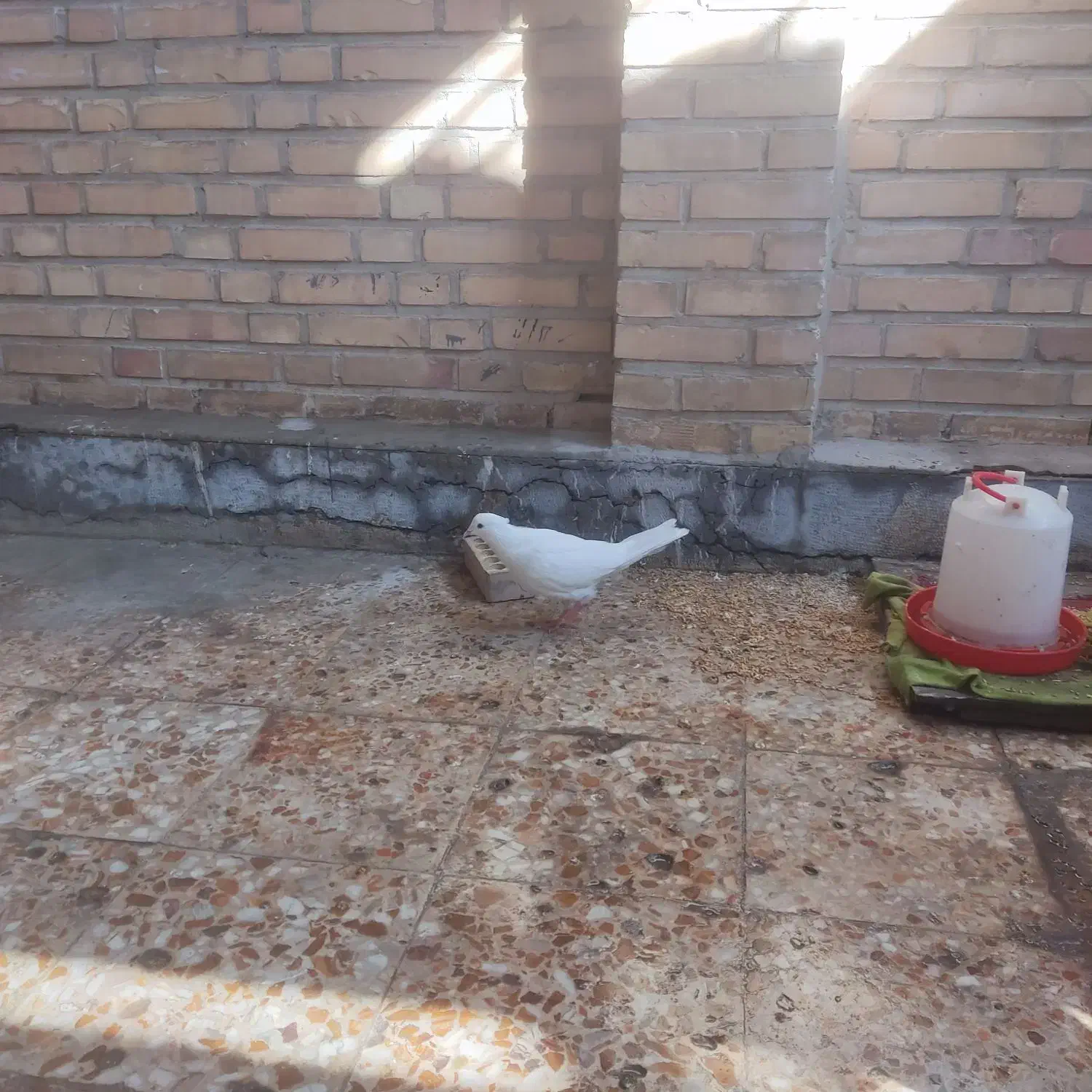 کبوترفروشی|پرنده|رامهرمز, |دیوار