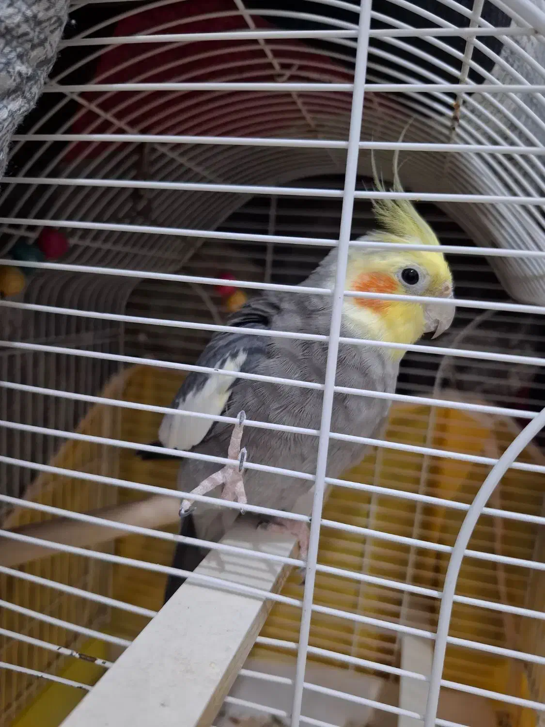 عروس نر سالم با قفس ۱ تومن|پرنده|رشت, نیکمرام|دیوار