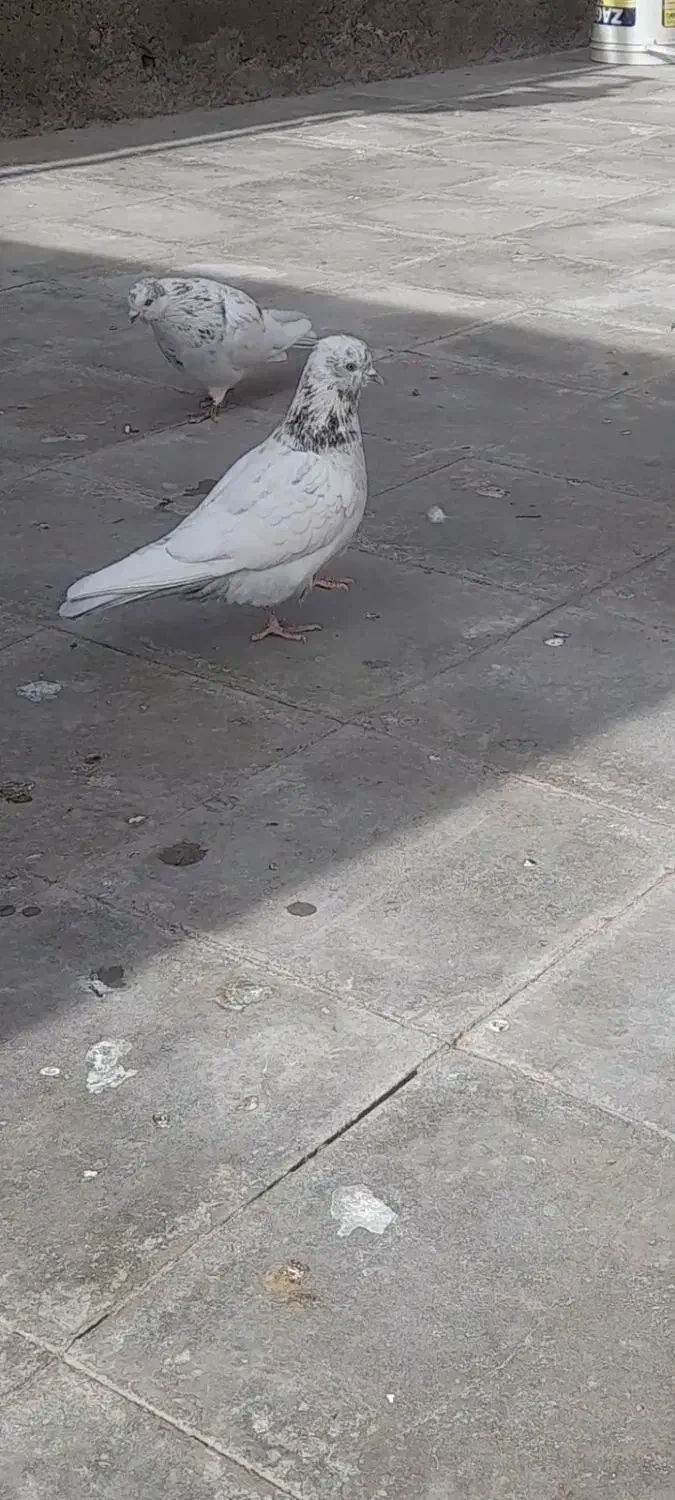 کبوتر|پرنده|سیرجان, |دیوار