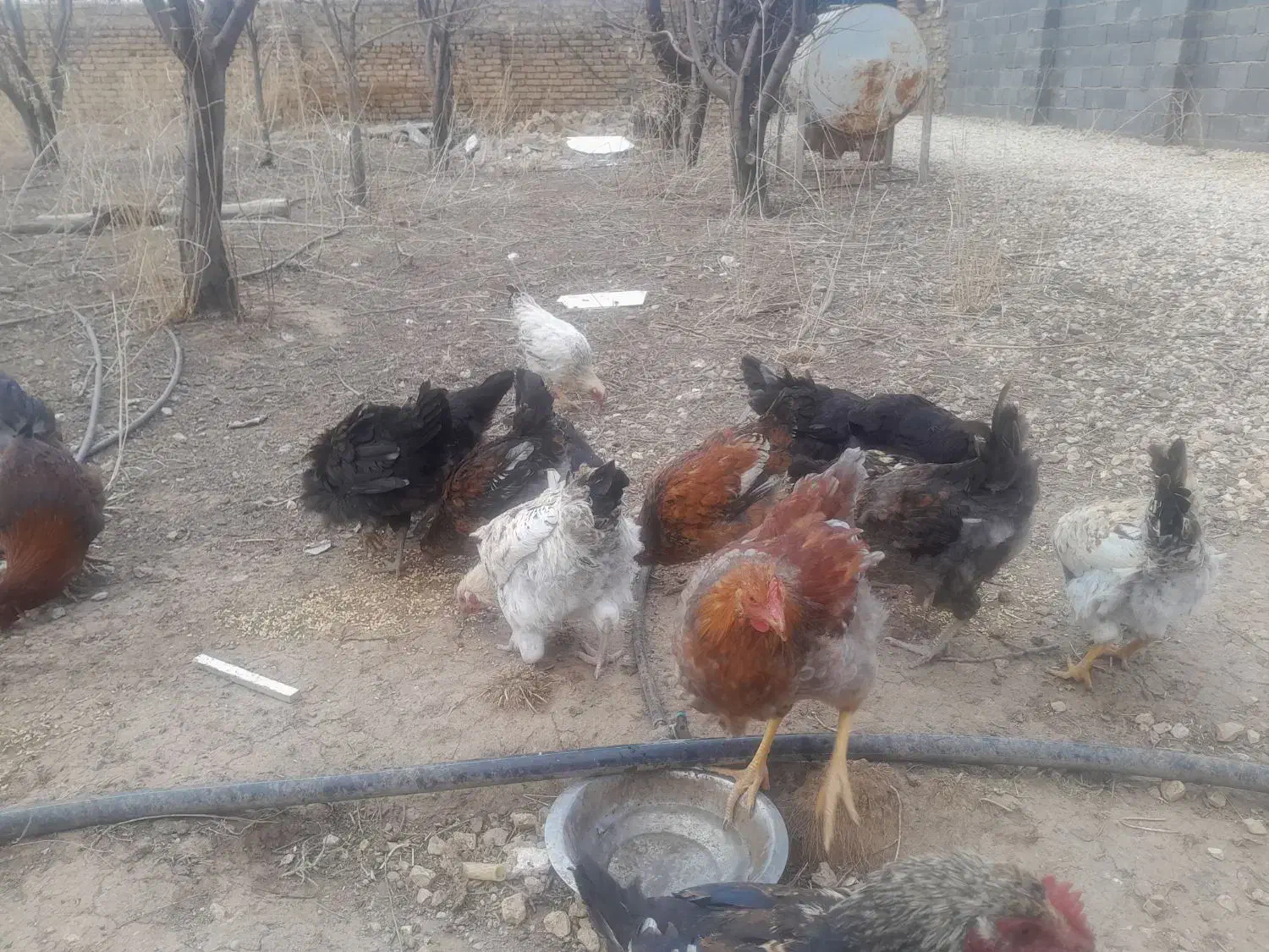 خروس محلی.|حیوانات مزرعه|قیدار, |دیوار