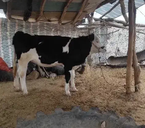 گوساله ماده سیمینتال و هلشتاین|حیوانات مزرعه|کوهدشت, |دیوار