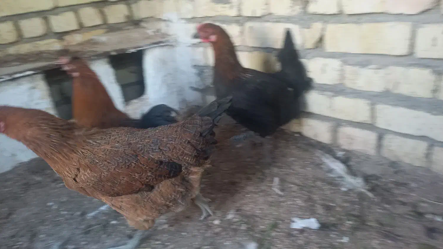 بوقلمون ومرغ وخروس|حیوانات مزرعه|کاشان, خلیج فارس|دیوار