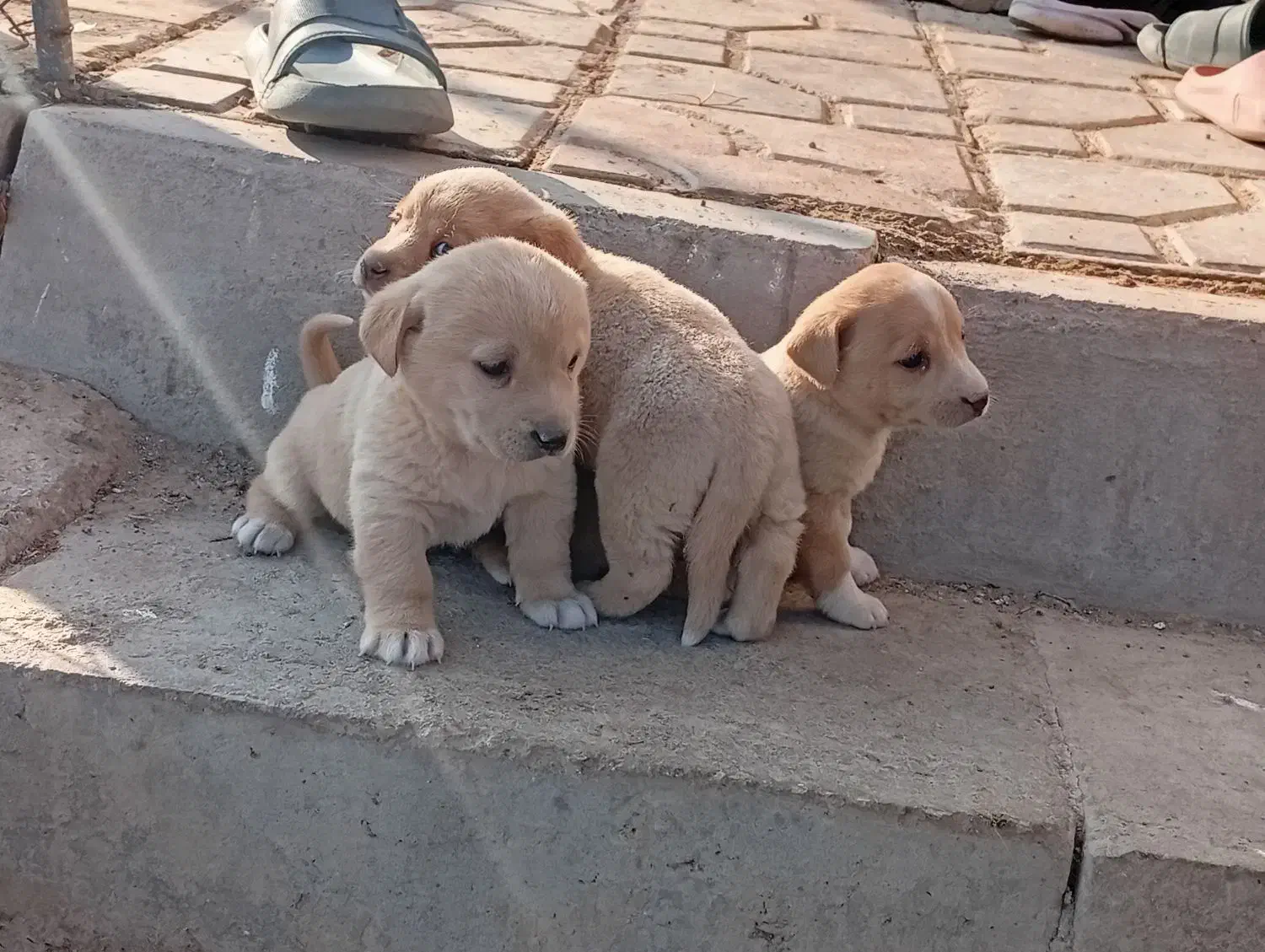 توله پاکوتاه بوبی سرابی ماده|سگ|اردبیل, |دیوار