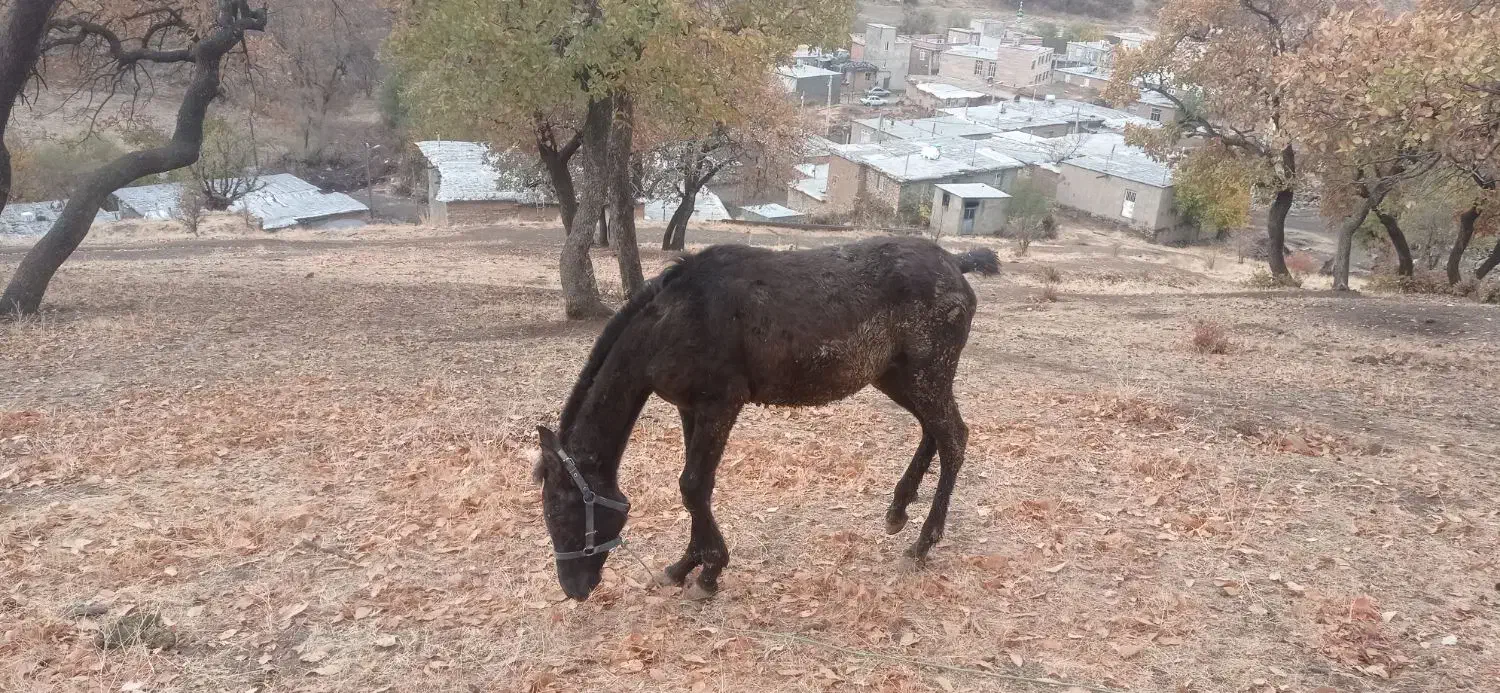 اسب ۱۱ماه بدونه مشکل|اسب و تجهیزات اسب‌سواری|مریوان, |دیوار