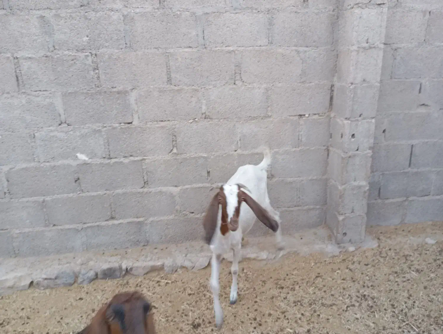 گیسه دورگ پاکستانی|حیوانات مزرعه|اسیر, |دیوار