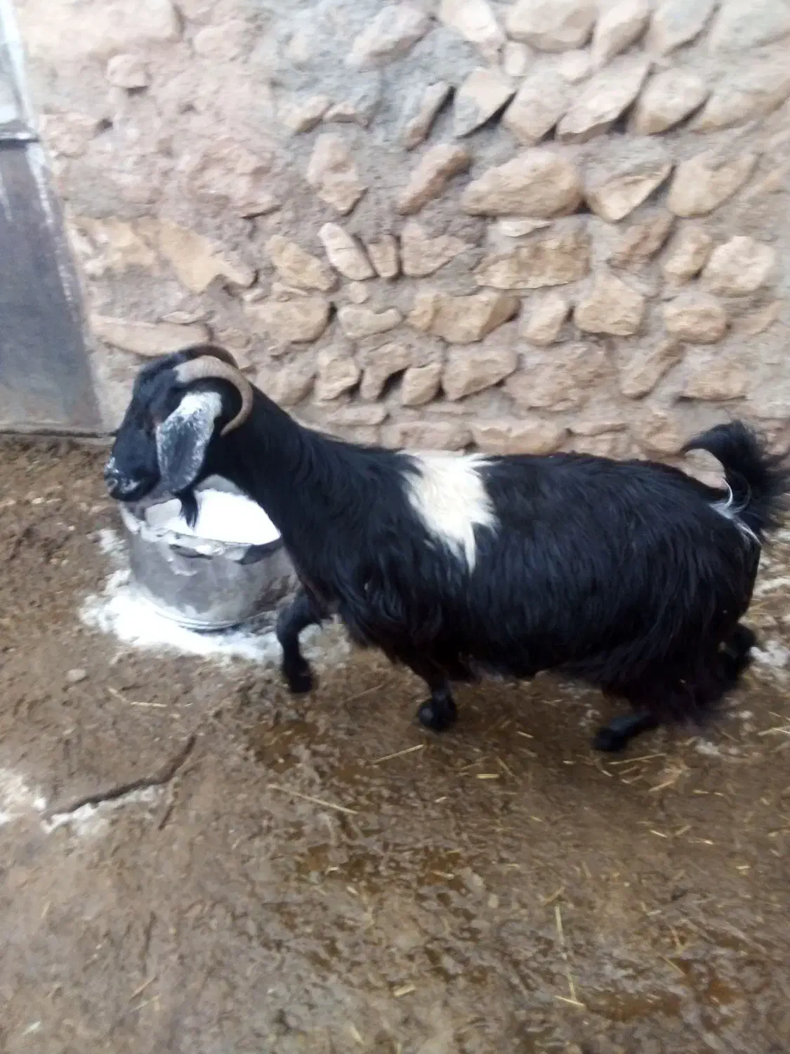 بز ابستن|حیوانات مزرعه|قیدار, |دیوار