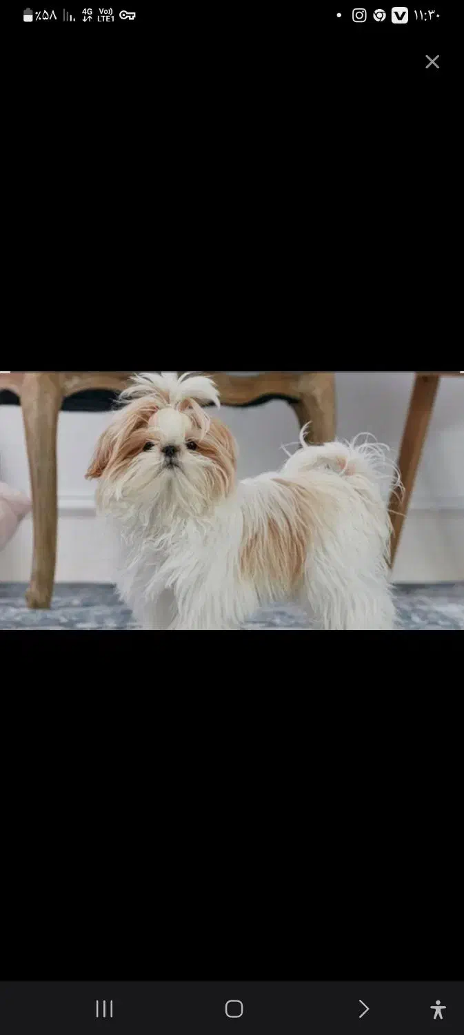 سگ پاکوتا|سگ|گرگان, |دیوار