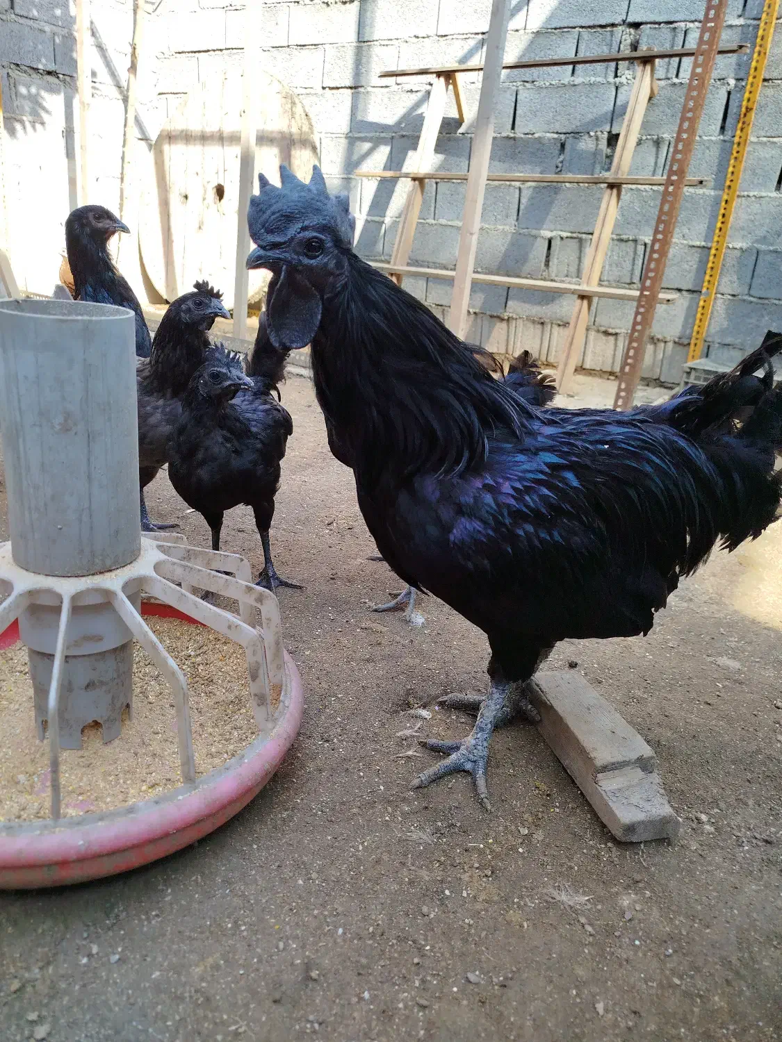 تخم نطفه دار ایام سمانی اصیل اندونزی|حیوانات مزرعه|بابل, |دیوار