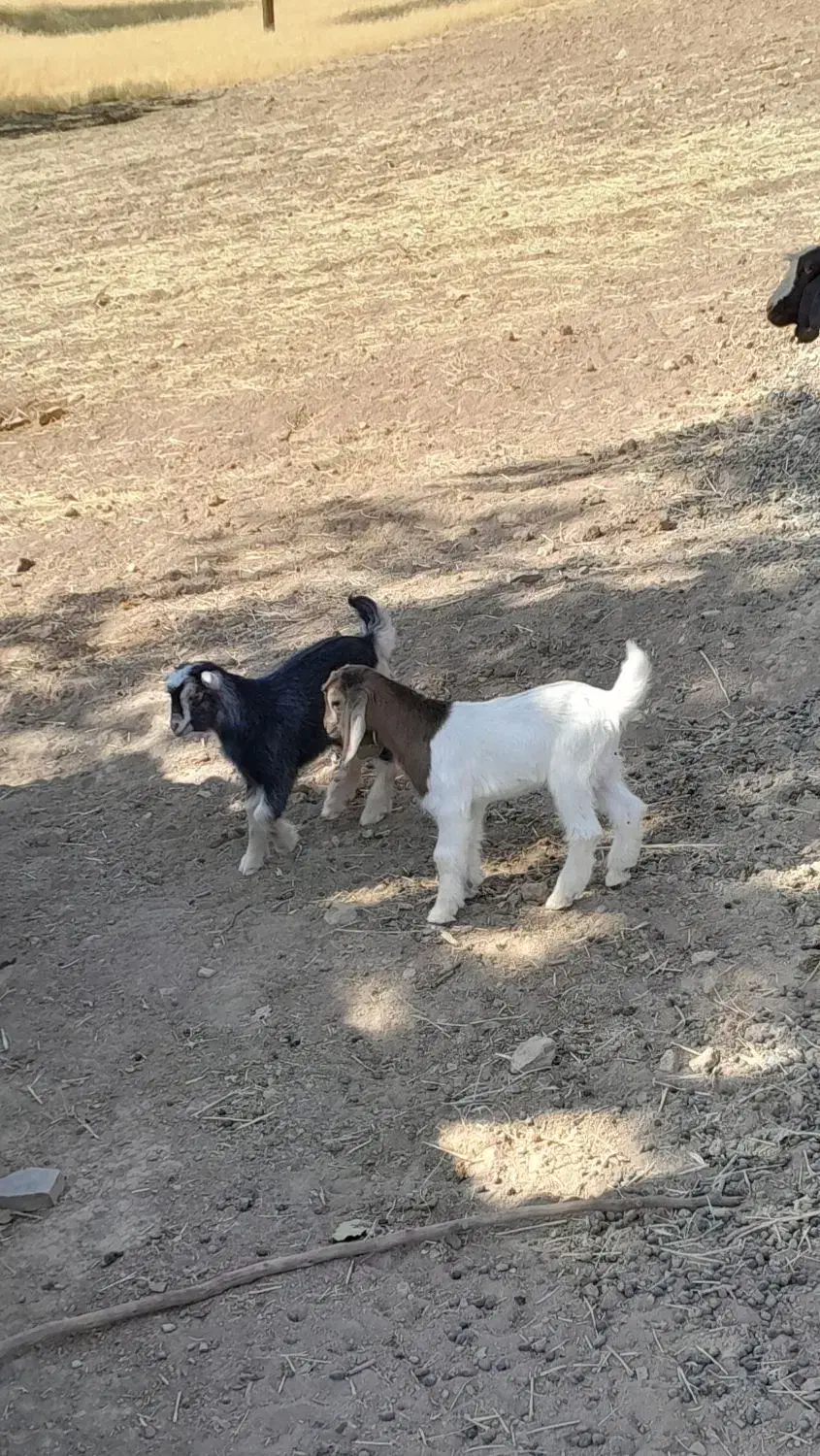 بزغاله شیرخوار|حیوانات مزرعه|ایلام, |دیوار