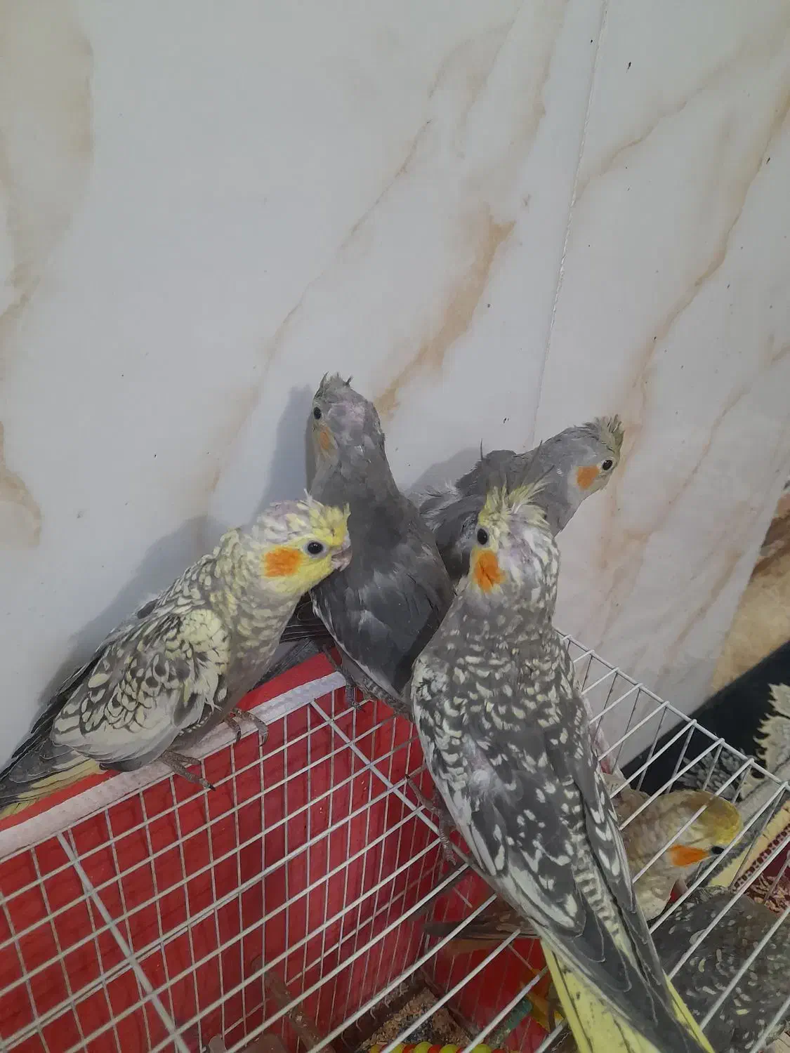 پرنده عروس هلندی|پرنده|مشهد, رده|دیوار