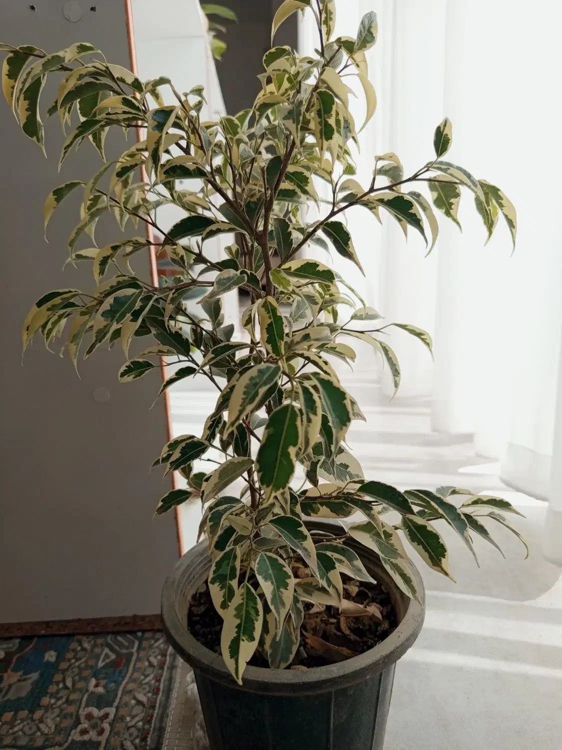 گل اپارتمانی بنجامین ابلق|گل و گیاه طبیعی|شاهینشهر, شهرک هشت بهشت|دیوار