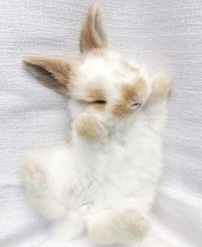 خرگوش اصیل لوپ مینیاتوری واکسن خورده و تربیت شده|موش و خرگوش|مشهد, احمدآباد|دیوار