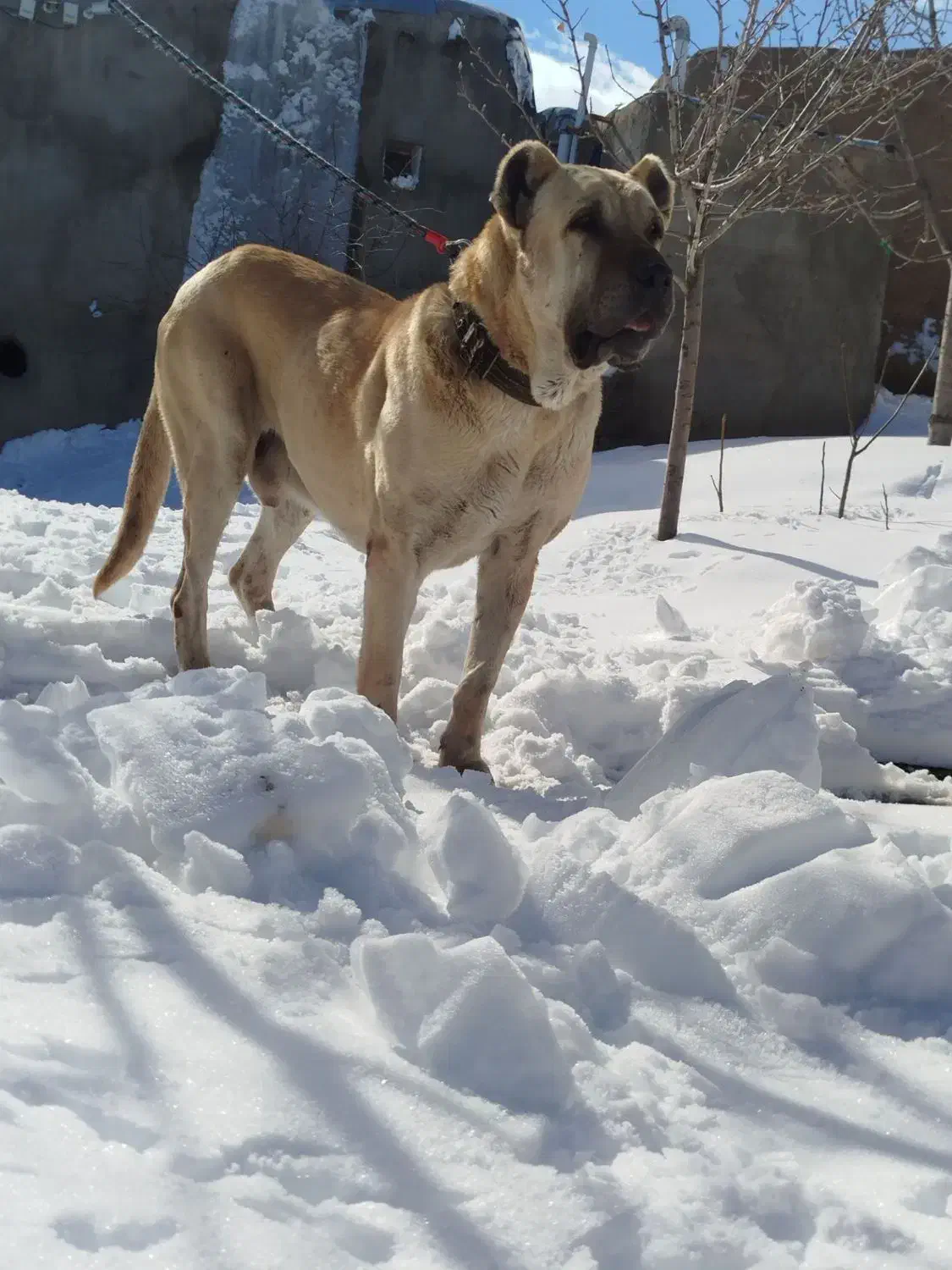 سگ سرابی|سگ|قزوین, |دیوار