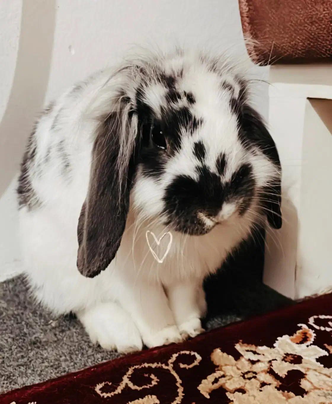 خرگوش لوپ|موش و خرگوش|قائم‌شهر, |دیوار