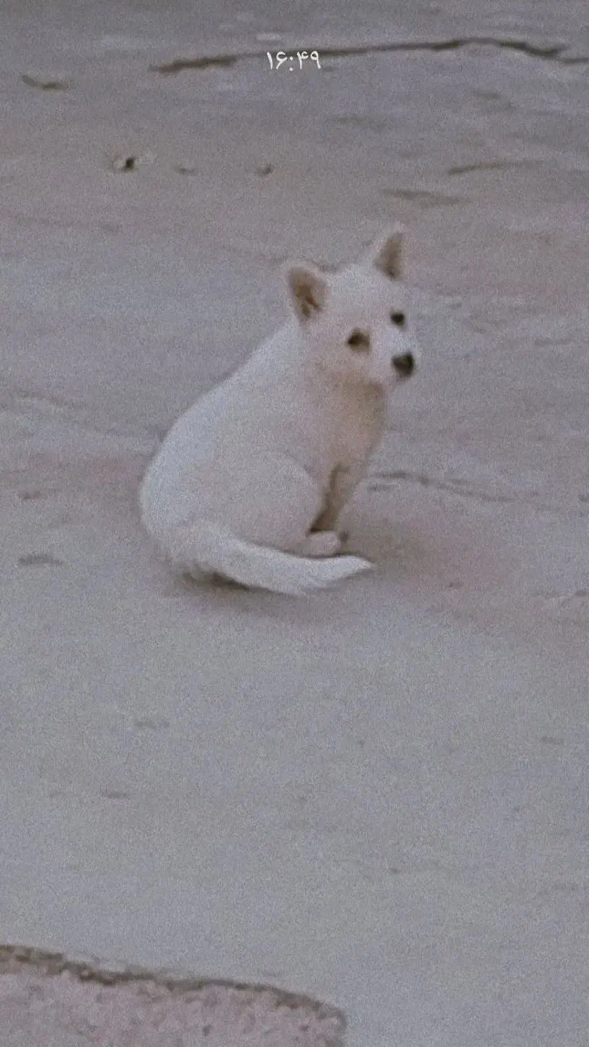 سگ بانژاد|سگ|کنار تخته و کمار, |دیوار