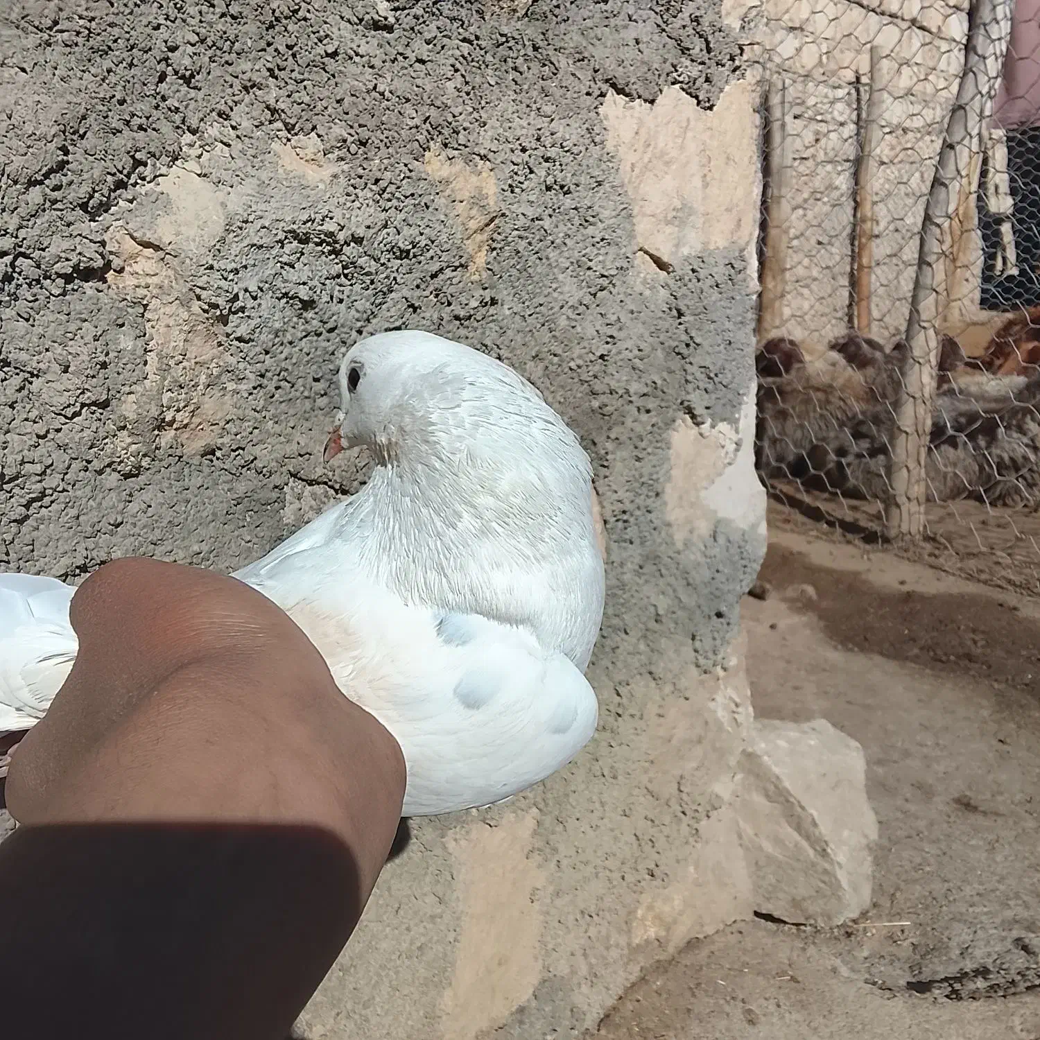 ماده کبوتر شرطی پرشی|پرنده|کوهدشت, |دیوار