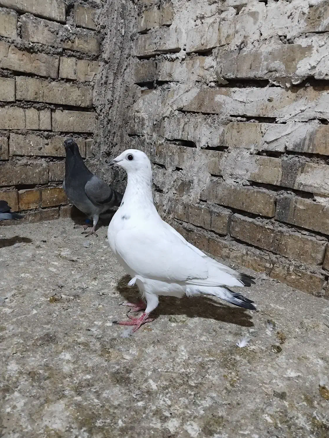 ماده زاغ.کوهی.گوره.سبز|پرنده|اهواز, سلطانمنش|دیوار