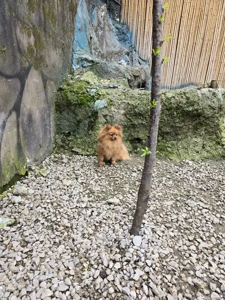 یک قلاده پامر یک سر خرسی بالغ ماده.مخصوص اپارتمان|سگ|رشت, پارک شهر|دیوار