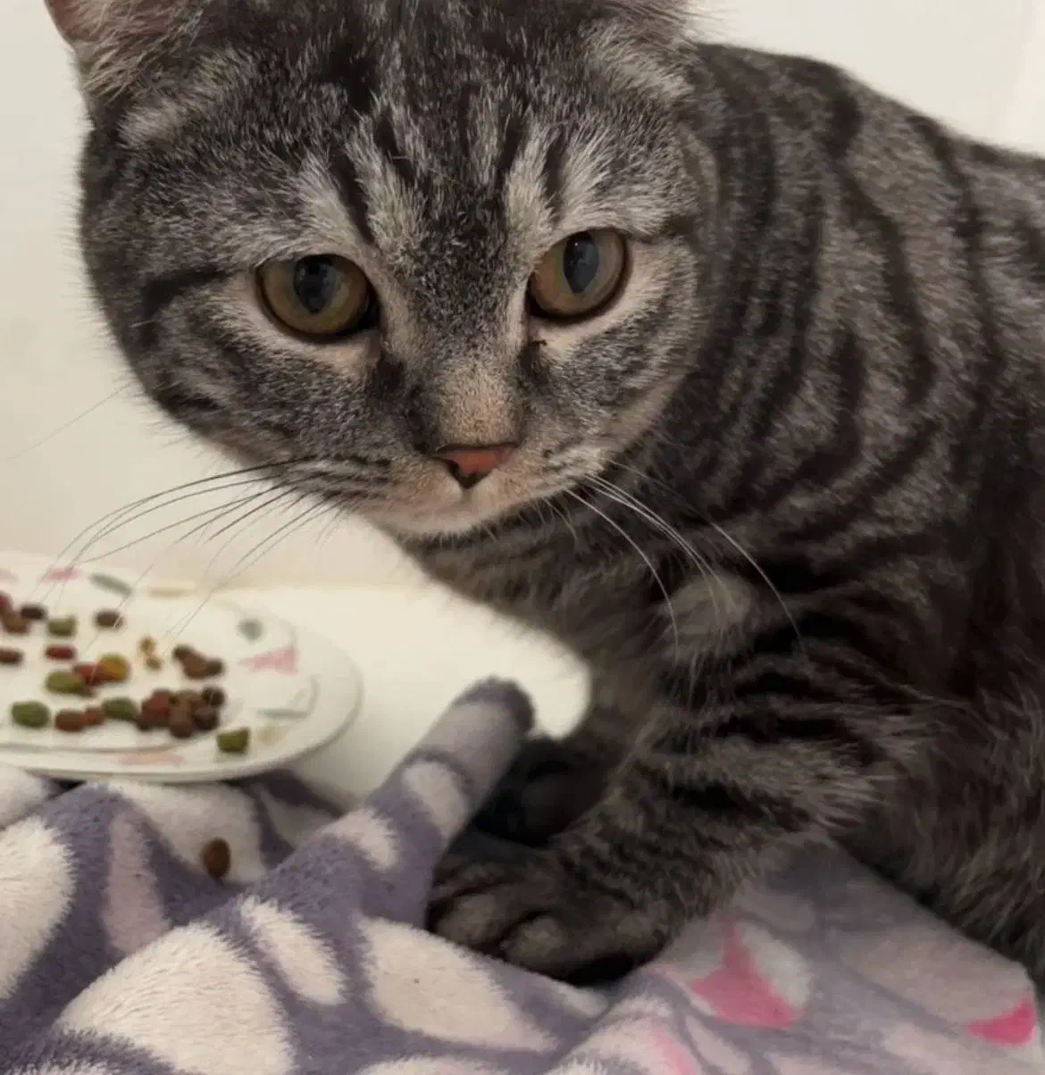 گربه اسکاتیش انفولد|گربه|مشهد, کوثر|دیوار