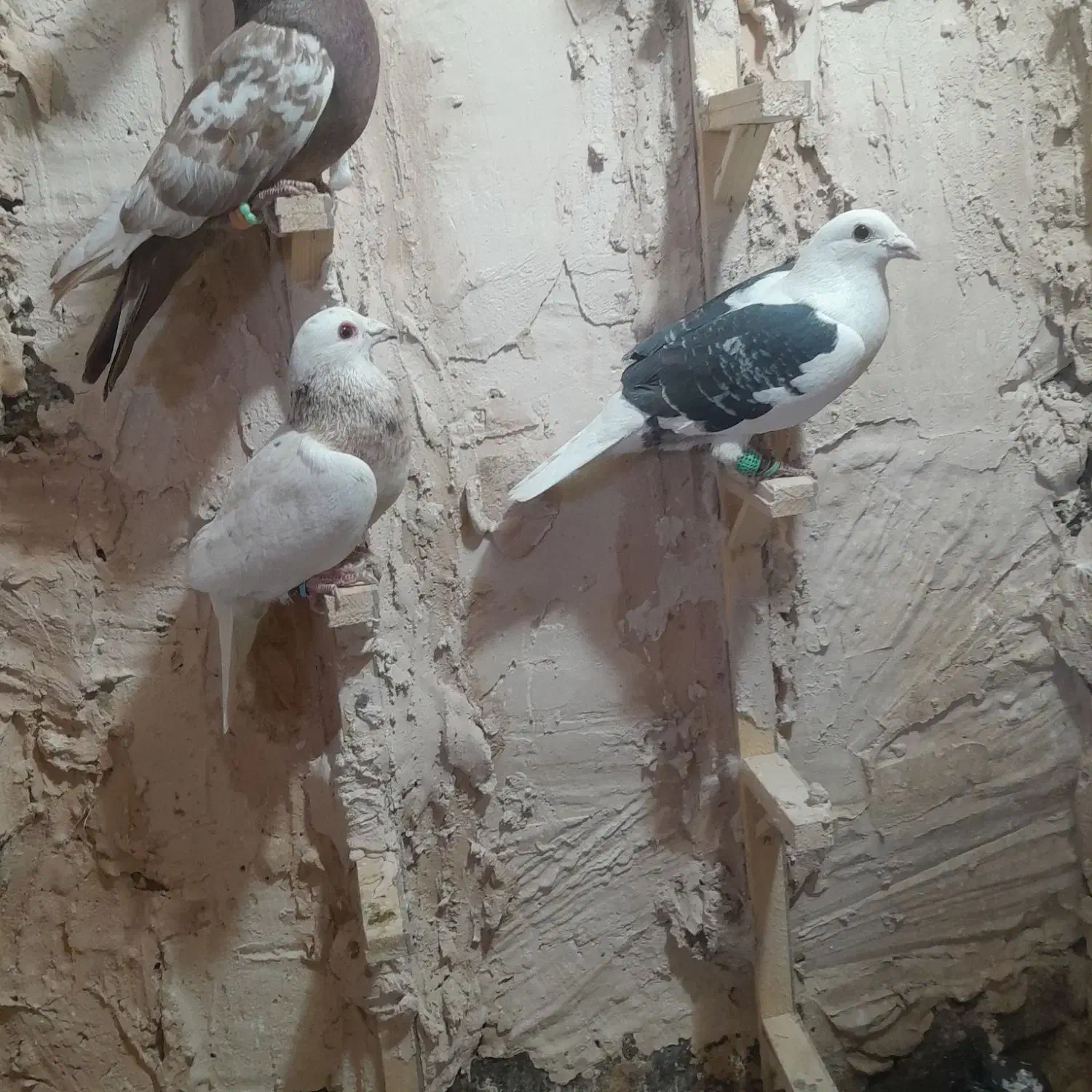 کبوتر پرشی|پرنده|نیشابور, دربقاضی|دیوار