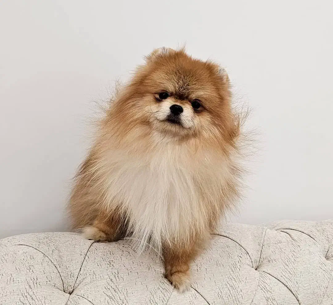 واگذاری نر خرسی ۱۰ماهه پامرین اصیل|سگ|ساری, |دیوار