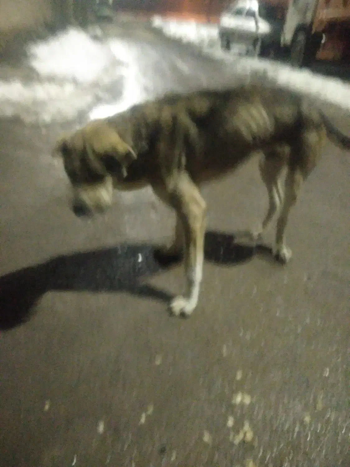 سگ.|حیوانات|صوفیان, |دیوار