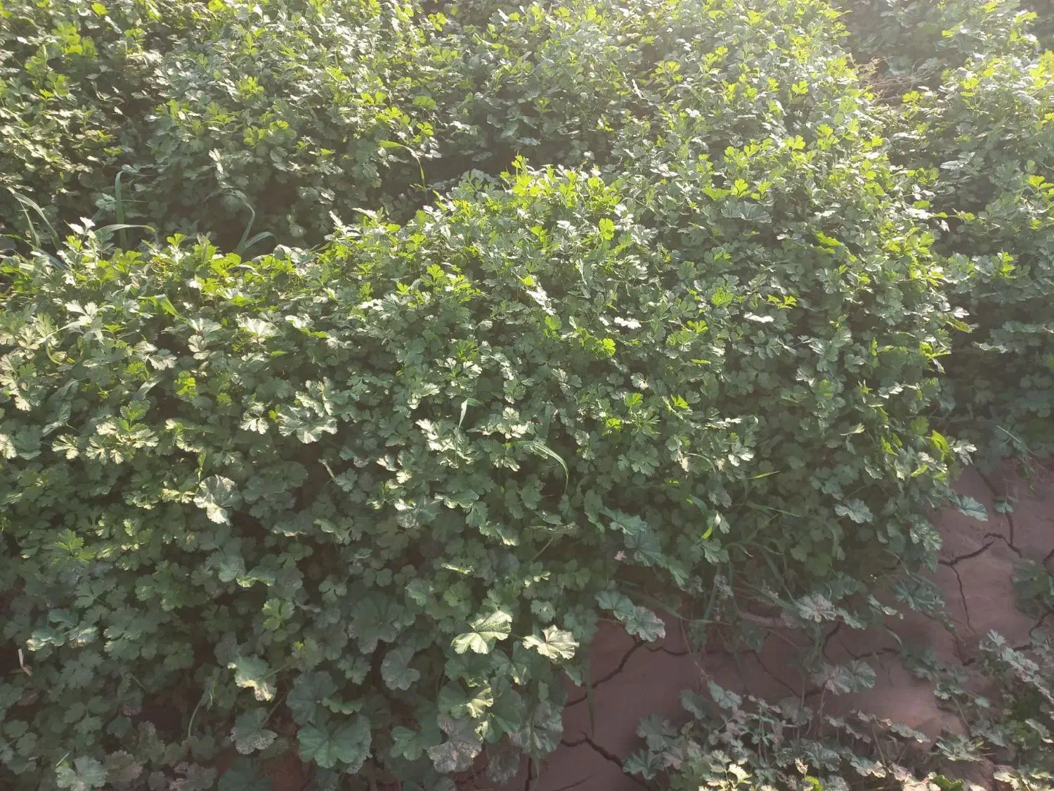 سلام سبزی شوید وگشنیز واسفناج تمیز|خوردنی و آشامیدنی|گرمسار, |دیوار